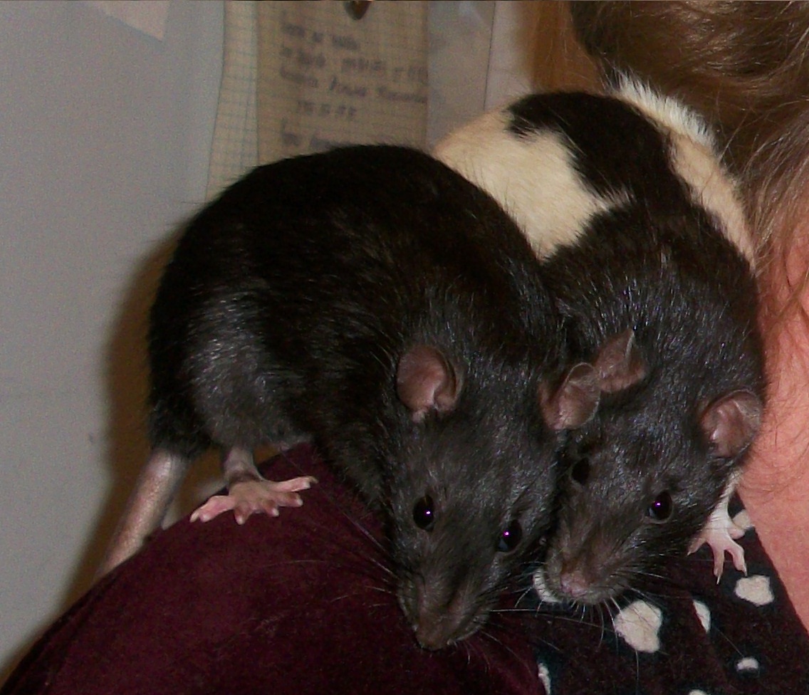 Крыса на плече